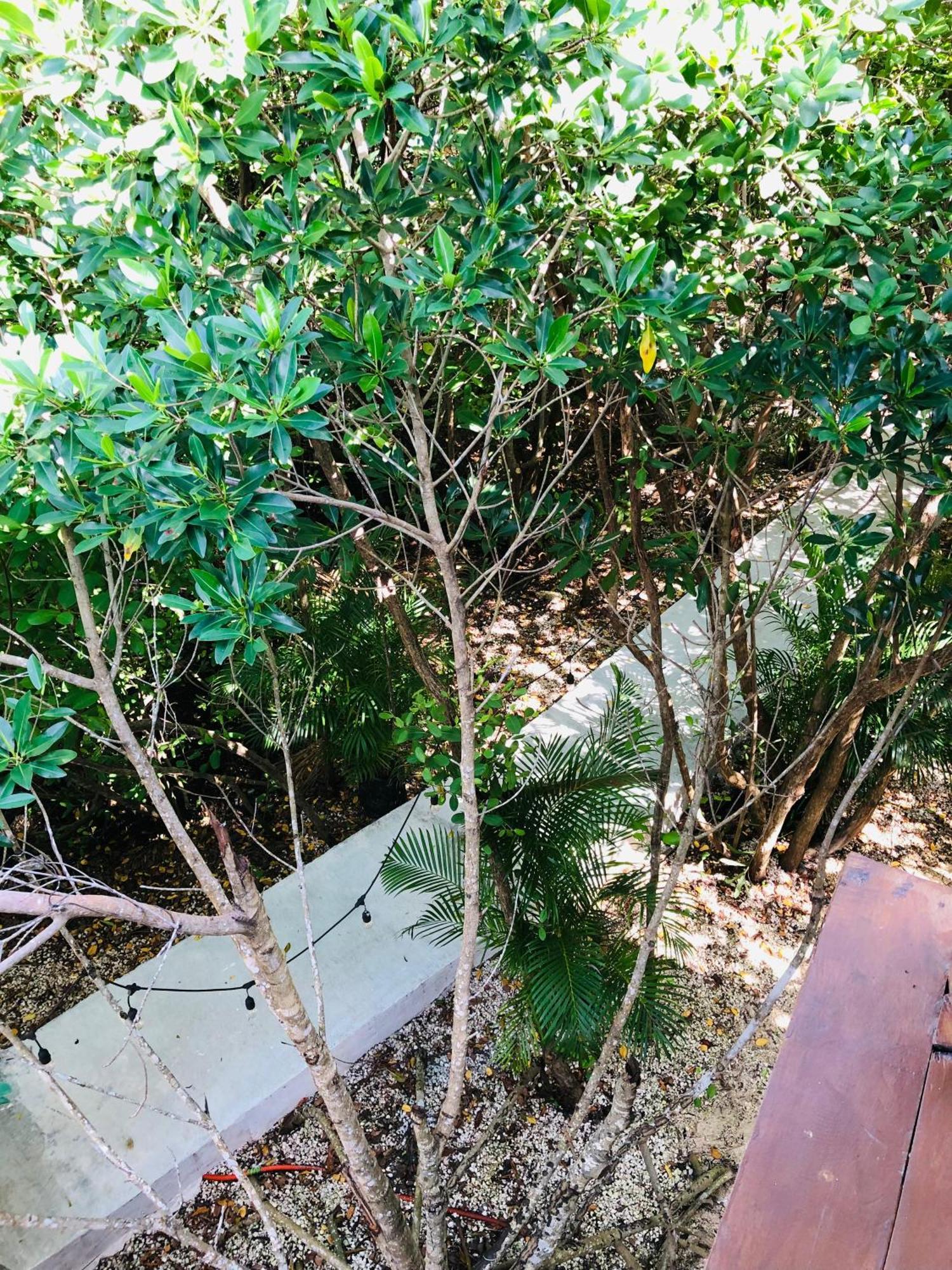 Aldea Mangle Hotel&Cenote Tulum Esterno foto